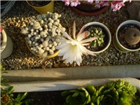 52d7d6bd-Picture 521.jpg